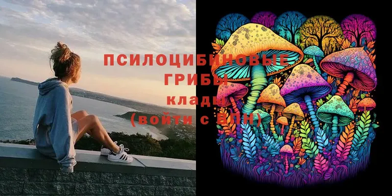 omg   Киржач  Псилоцибиновые грибы Cubensis  дарнет шоп 